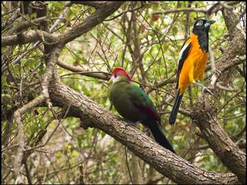 aves felices rompecabezas en línea