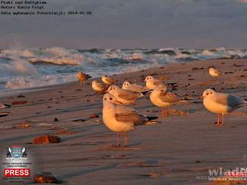 pájaros en el mar Báltico rompecabezas en línea