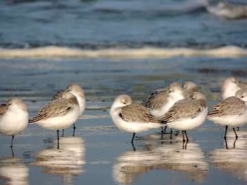 pájaros junto al mar rompecabezas en línea