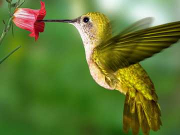 El colibrí es diminuto. rompecabezas en línea