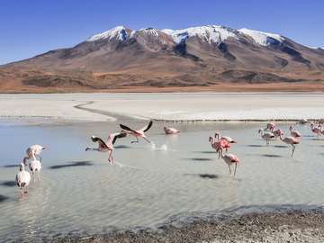 Flamenco, Bolivia. rompecabezas en línea