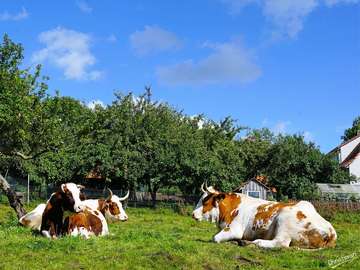 Vaca en el pasto, campo. rompecabezas en línea