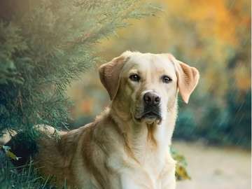 Labrador con un hermoso color rompecabezas en línea