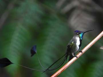 Colibrí cola de espatula rompecabezas en línea