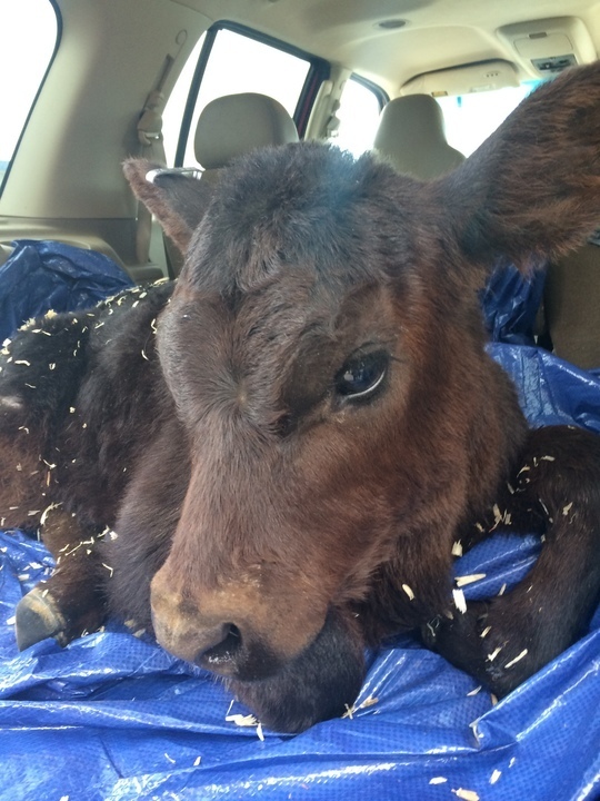 Sweet Baby Cow Hit By Car Is Learning To Walk On 3 Legs