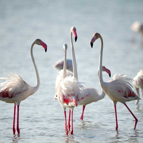 Flamingos