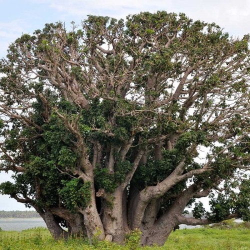 Baobab tree, Mannar, Sri Lanka