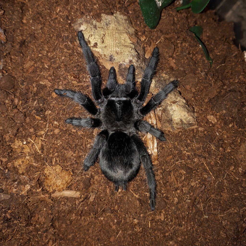 0.1 G. pulchra