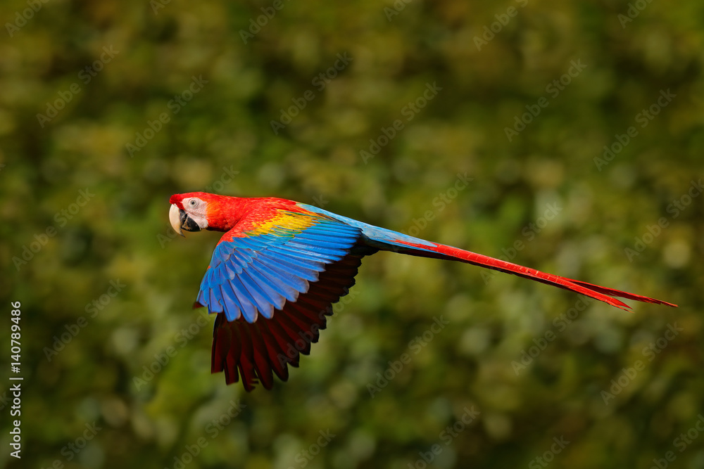 rainforest parrot flying