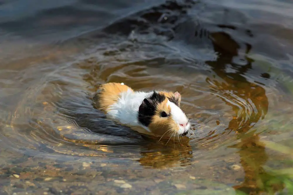 Guinea Pigs Swim