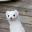 @eoan-ermine