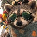 @Gaic4o
