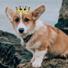 @queenofcorgis