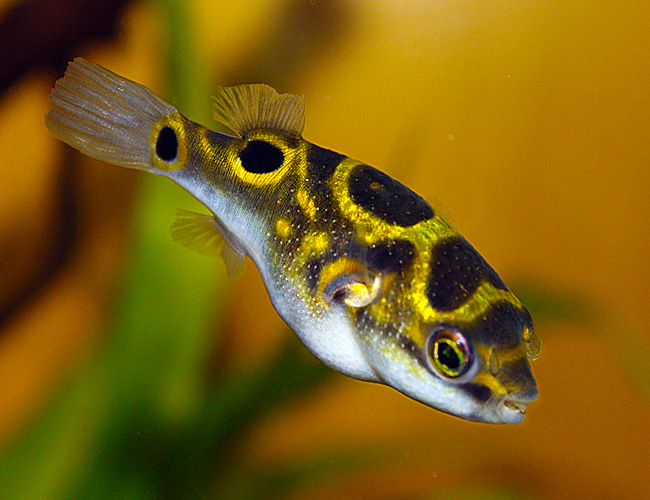 Figure 8 Puffer Tetraodon biocellatus