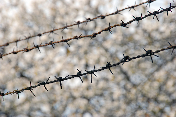 Old rusty barbed wire pattern | Free stock photos - Rgbstock - Free ...