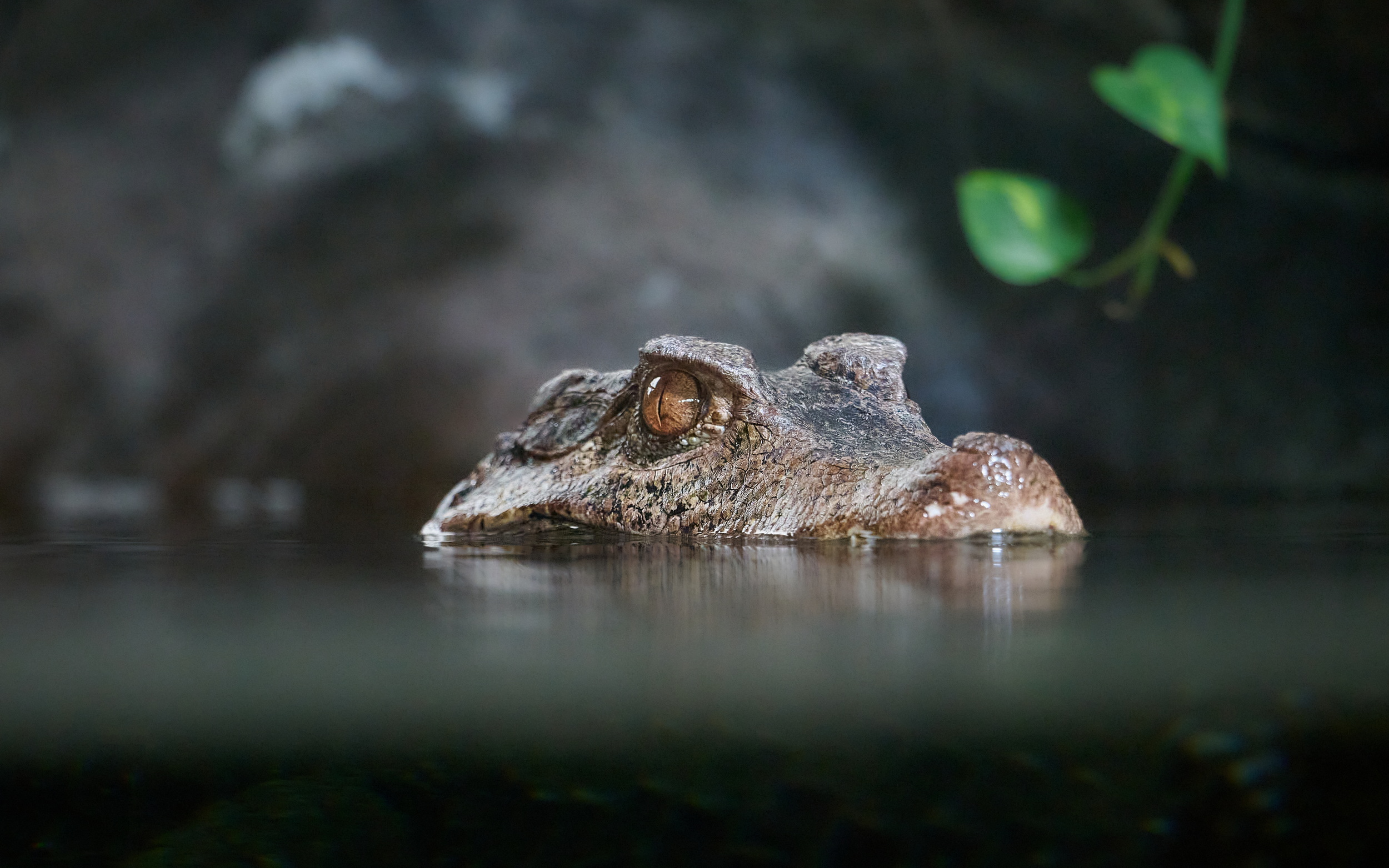 Cuvier's dwarf caiman (2).jpg