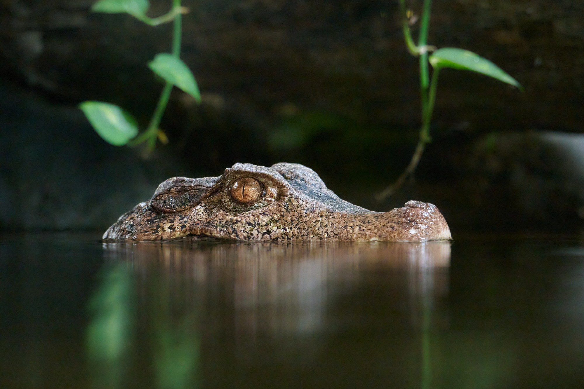 Cuvier's dwarf caiman (3).jpg