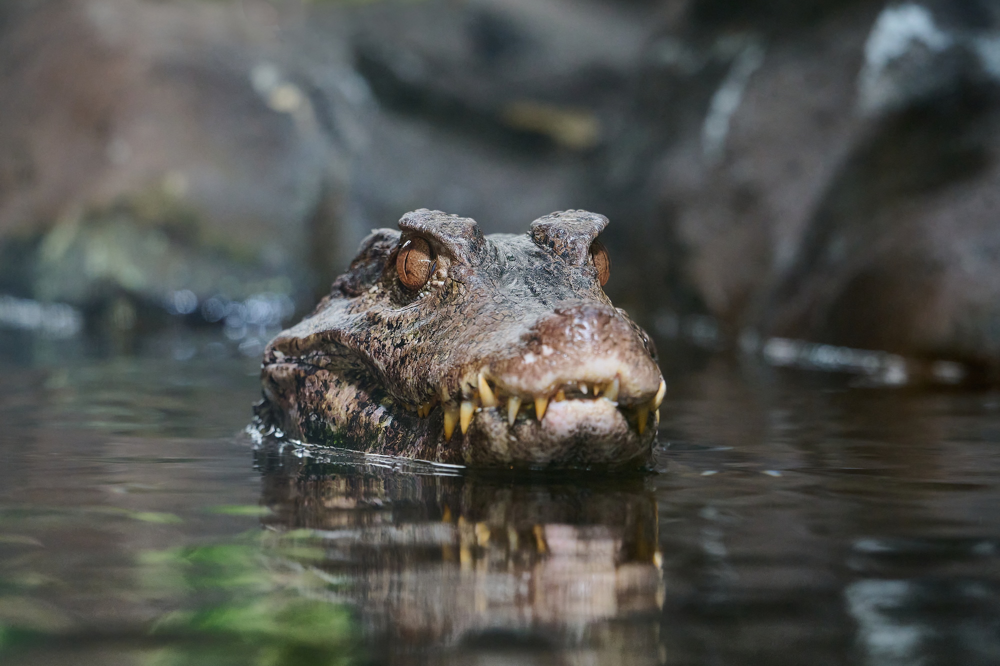 Cuvier's dwarf caiman.jpg