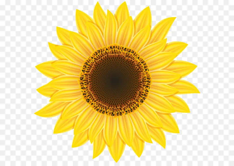 Illustrazione dettagliata del girasole