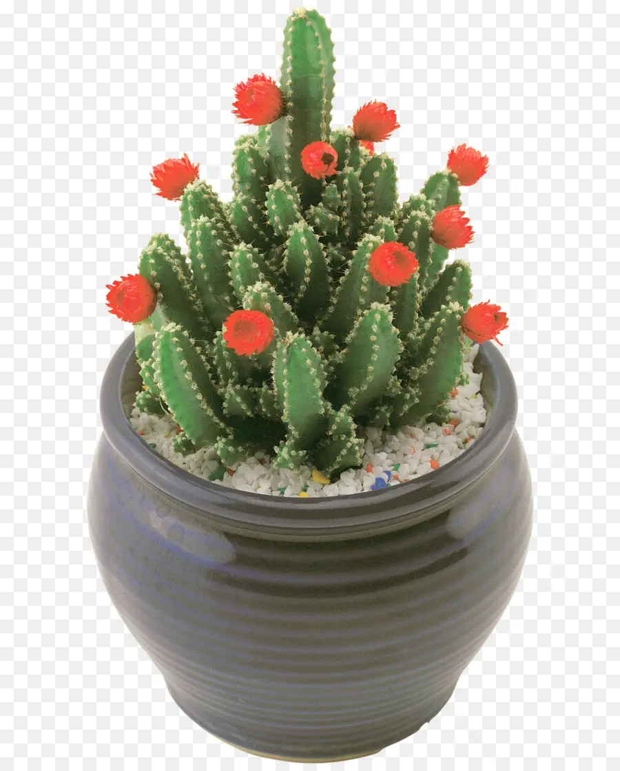 Cactus in vaso con fiori rossi