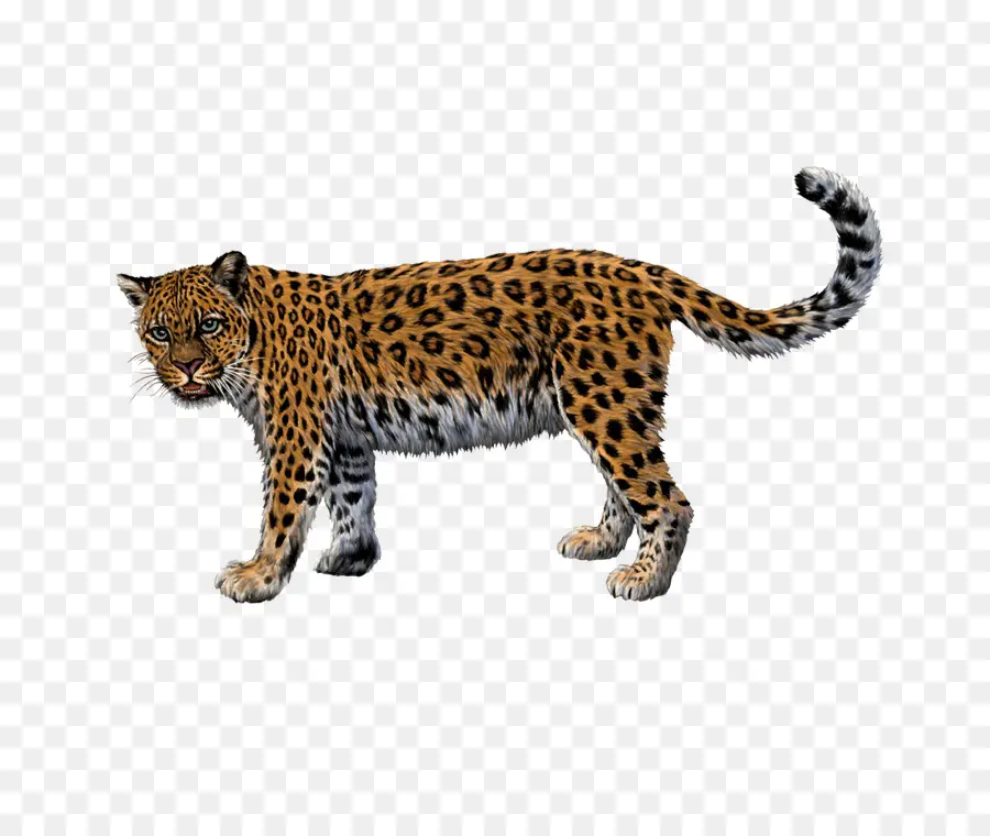 Illustrazione del leopardo