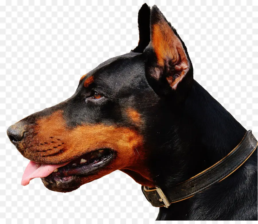 Dobermann-Hund mit Halsband