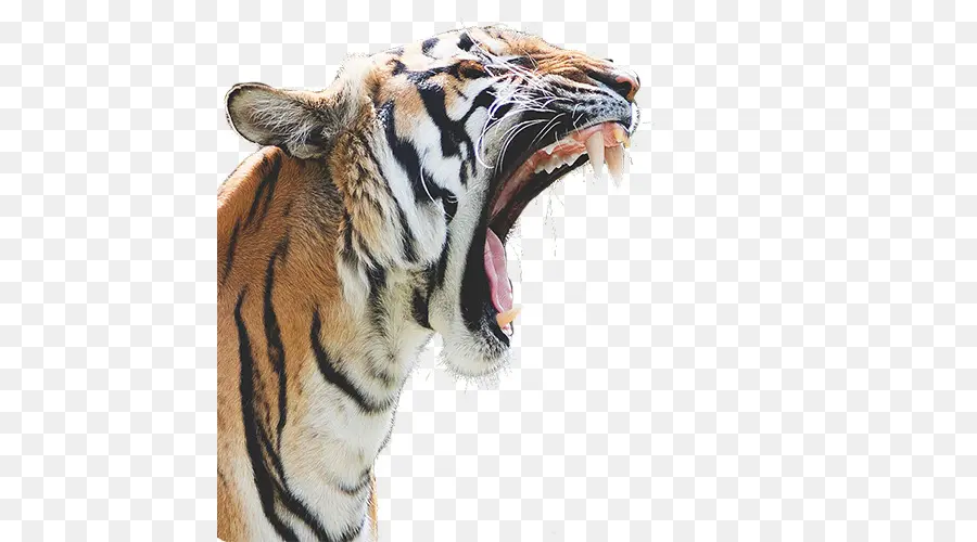 Tiger ngáp trong tự nhiên