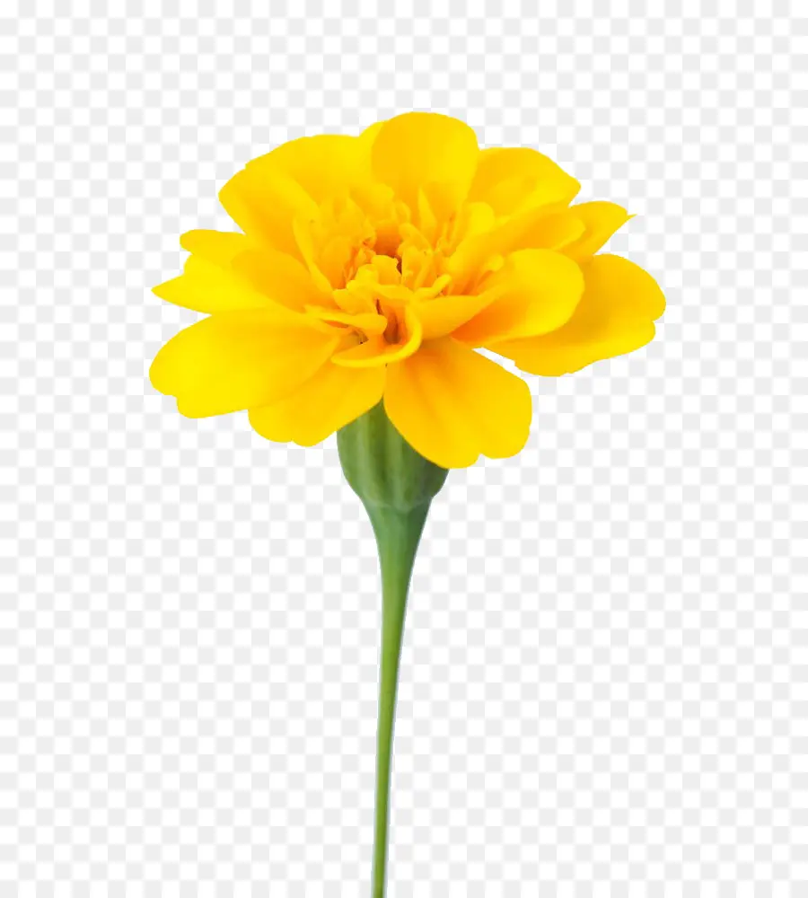 Fiore giallo in fiore