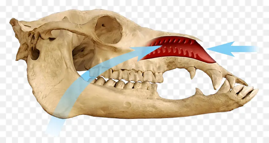 Anatomie des Tierschädels