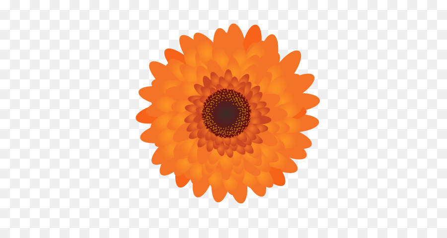 Sonnenblume