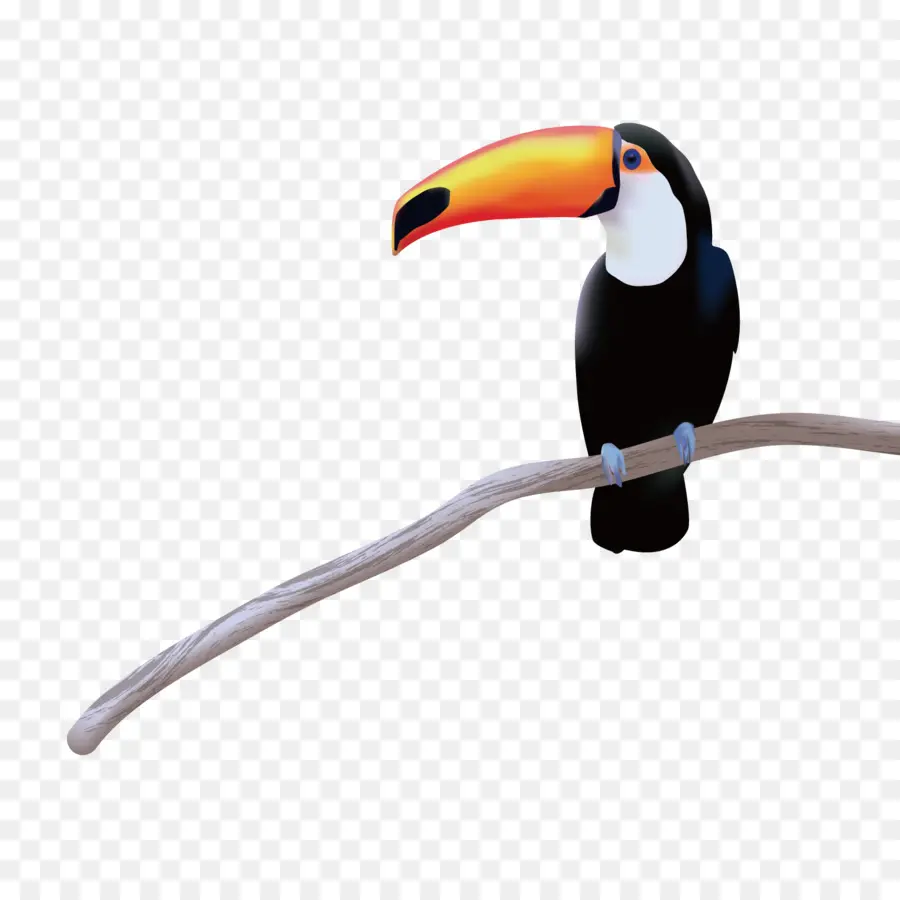 Toucan đầy màu sắc trên một cành cây