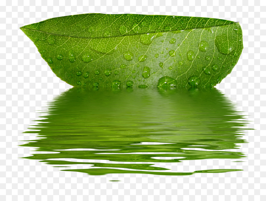 Foglia verde con gocce d'acqua