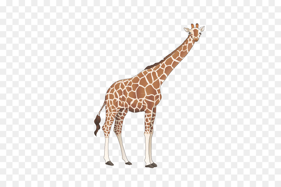 Giraffa con collo lungo e macchie