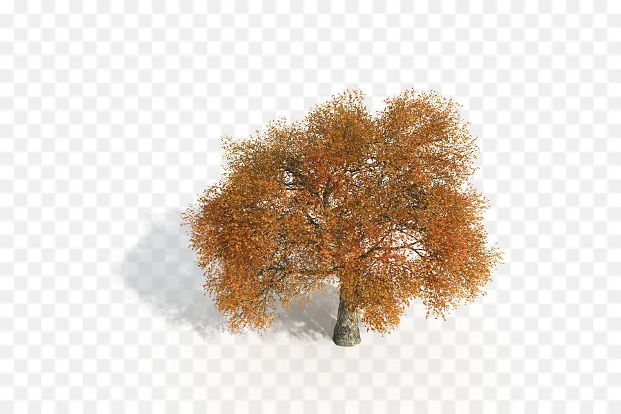 Bellissimo albero autunnale con foglie arancioni