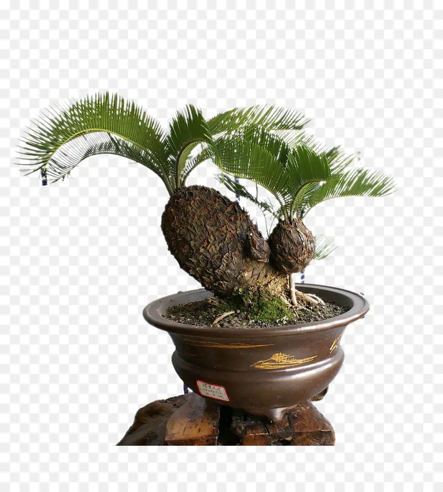 Cây bonsai trong nồi