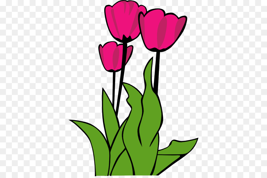 Hoa tulip đỏ và trắng đang nở