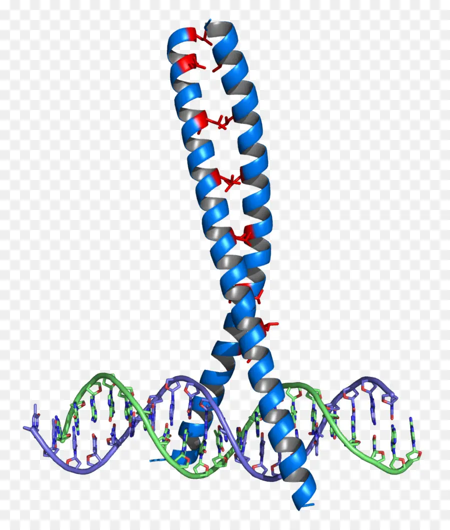 Struttura a doppia elica del DNA