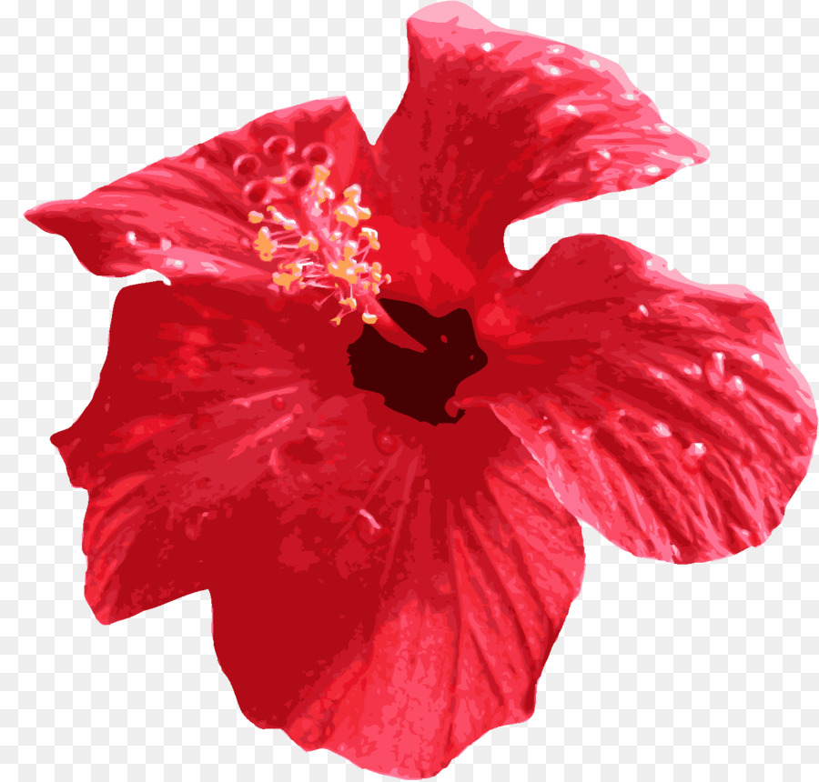 Hoa Hibiscus đỏ