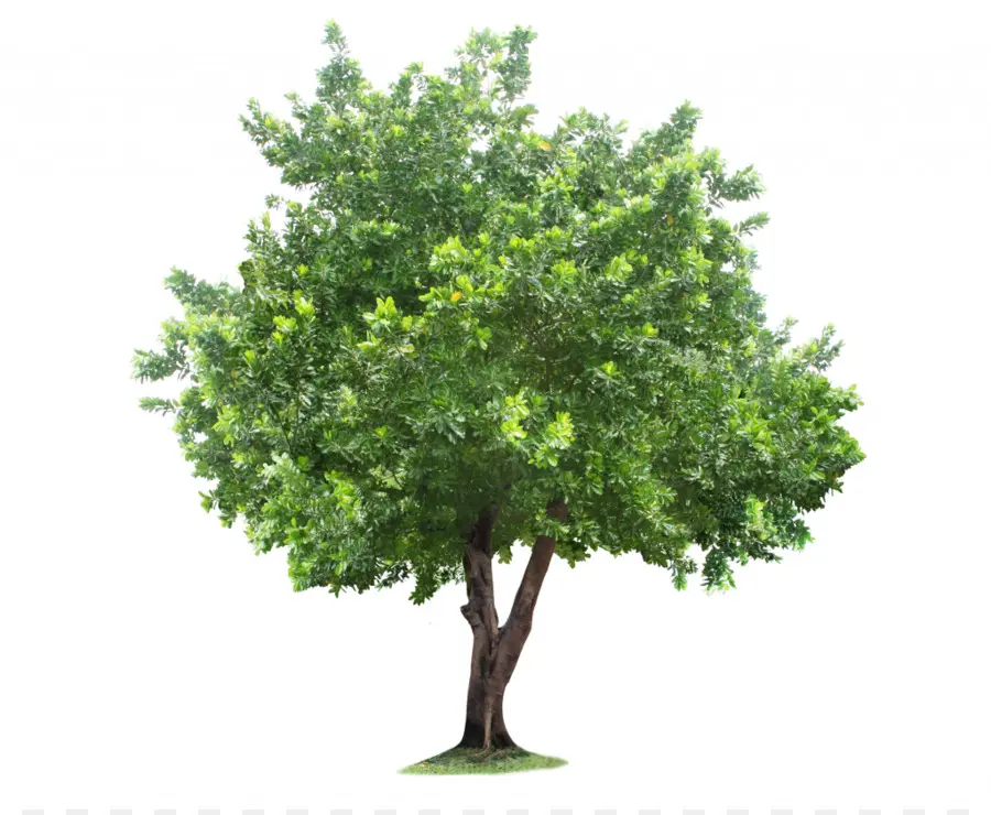 Albero verde con fogliame lussureggiante