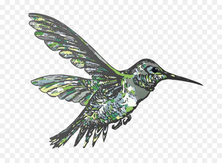 Illustrazione colorata di colibrì