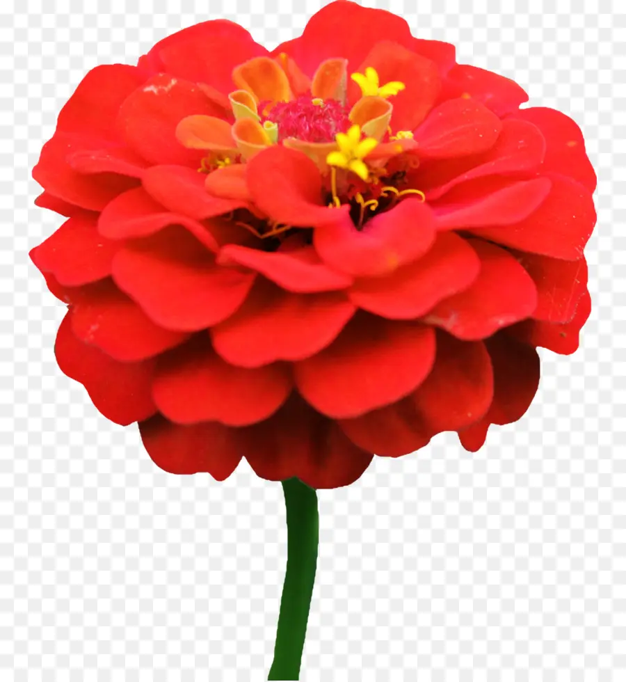 Bellissimo fiore rosso