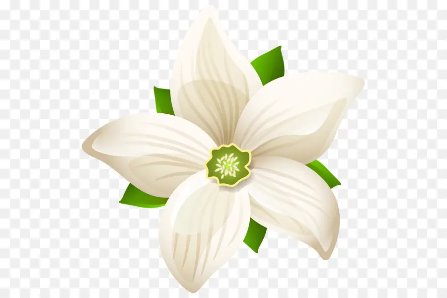 Elegante fiore bianco con foglie verdi