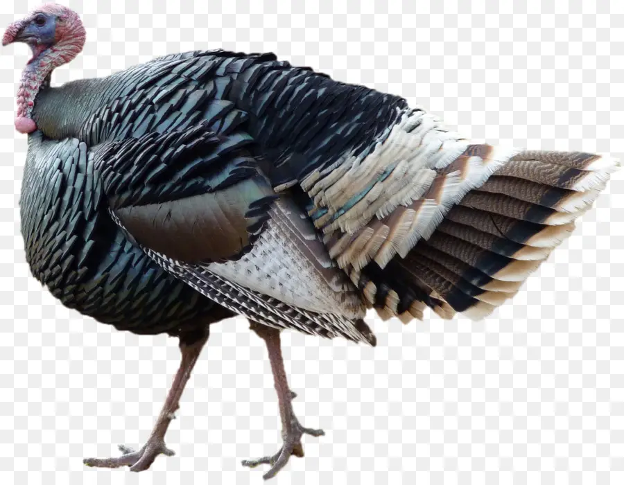 Turkey Bird