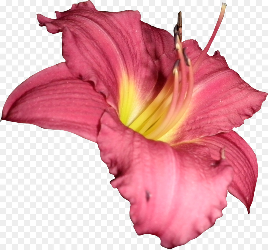 Hoa Hibiscus đỏ