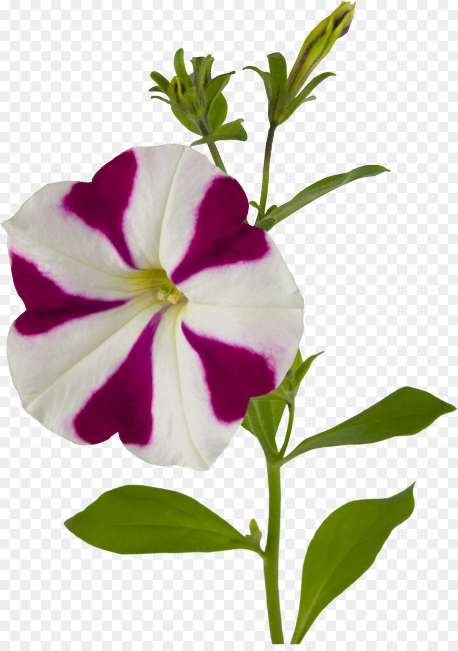 Fiore di petunia viola e bianco