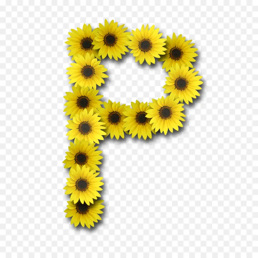 Lettera S del girasole