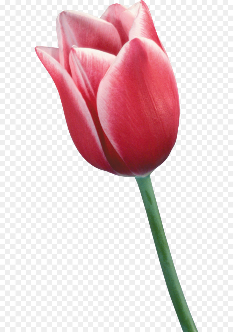 Hoa hoa tulip đỏ