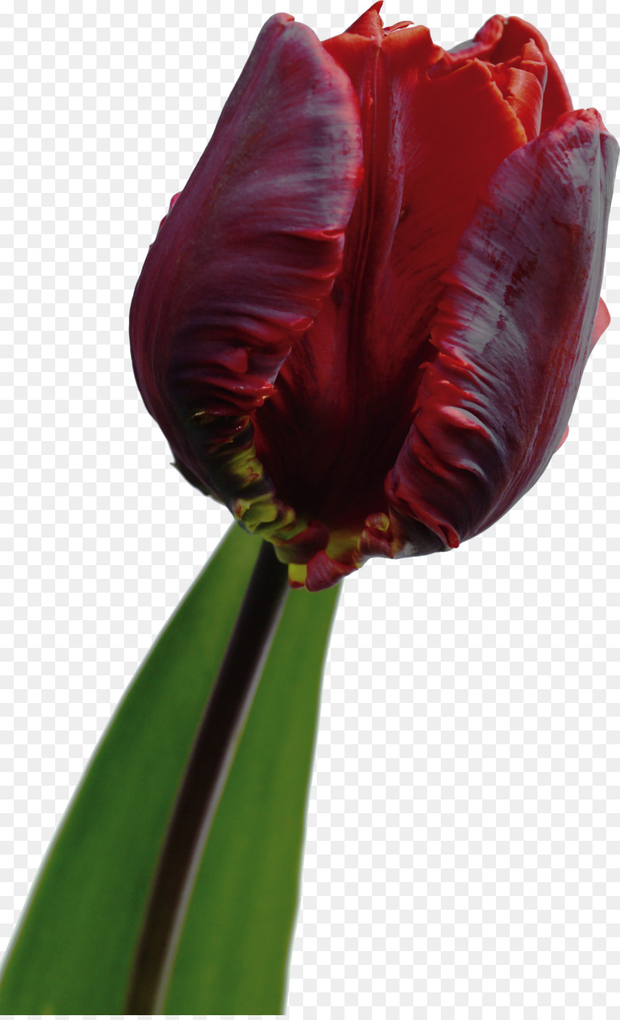 Bellissimo fiore rosso