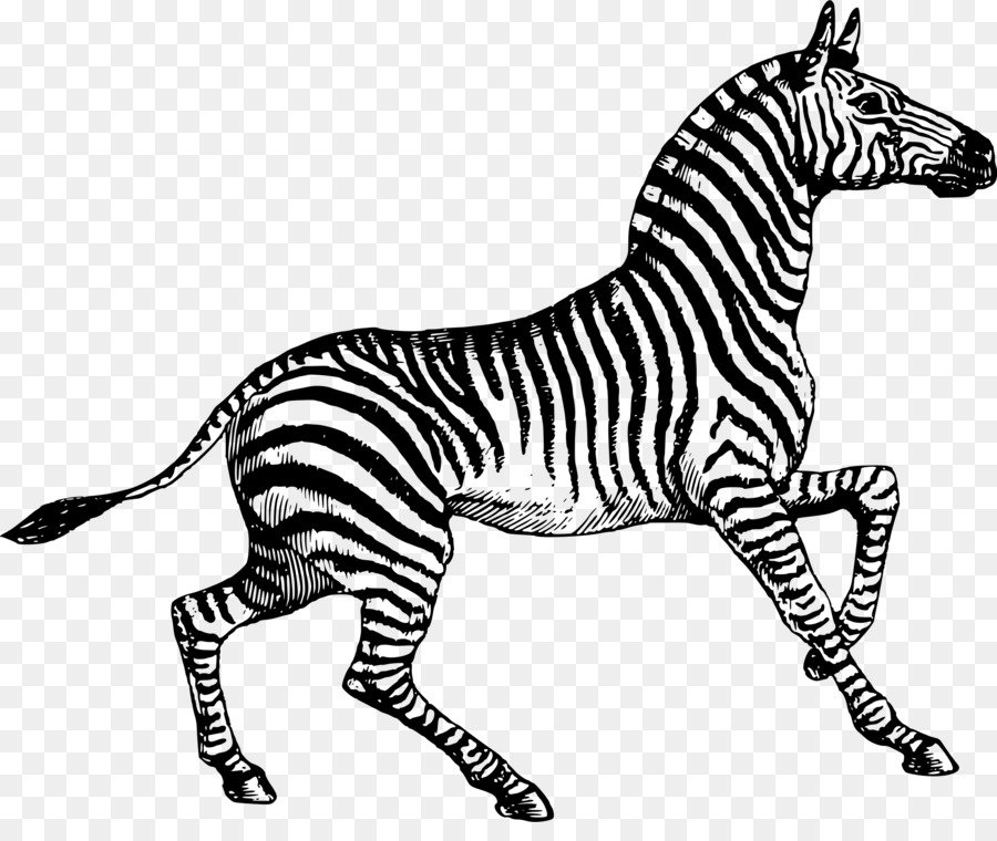 Zebra in bianco e nero