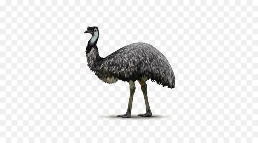 Brauner Emu-Vogel